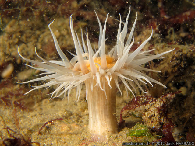 Actinothoe sphyrodeta - anmone marguerite