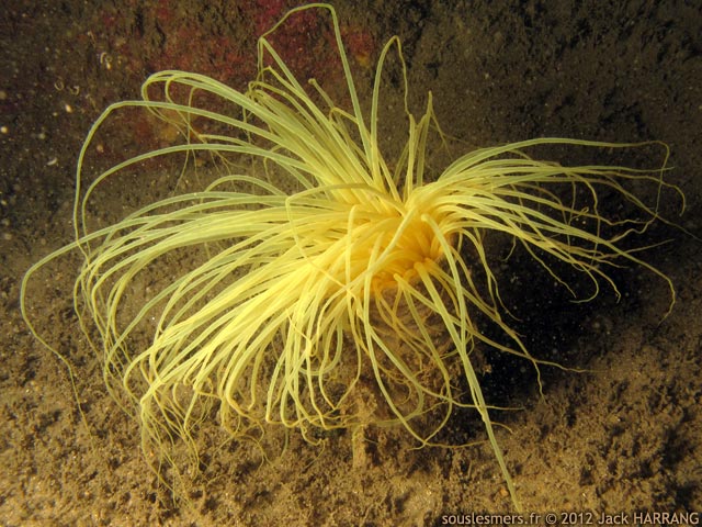 Cerianthus membranaceus - grand crianthe