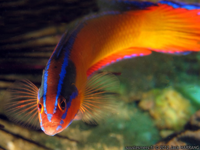 Pseudochromis aldabraensis - pseudochromis d'Aldabra