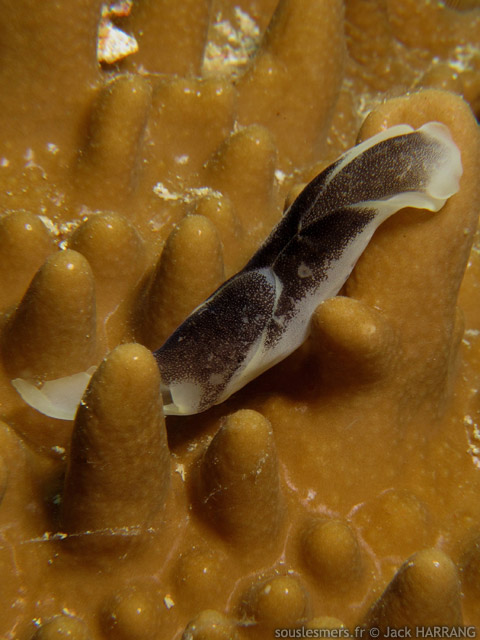 Chelidonura amoena - chelidonure charmante