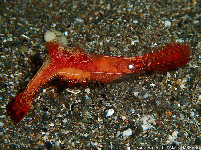 Leander plumosus - crevette Donald Duck