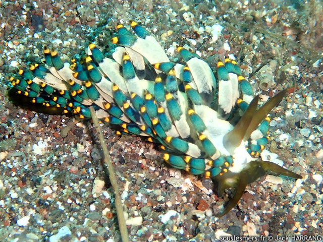 Trinchesia yamasui - cuthona de Yamasui