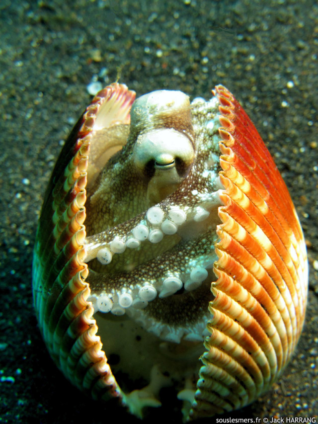 Amphioctopus marginatus - poulpe vein