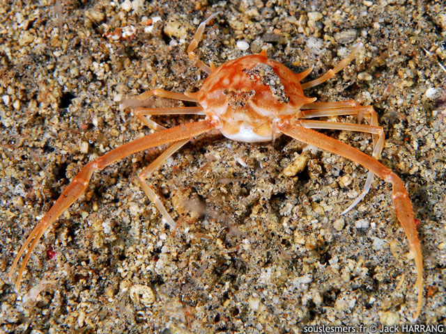 Arcania undecimspinosa - crabe arcania  onze pines