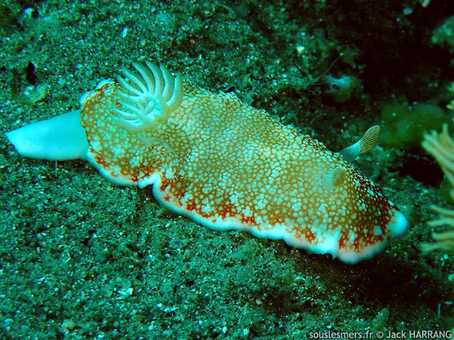 Goniobranchus reticulatus - doris rticule du Pacifique Ouest