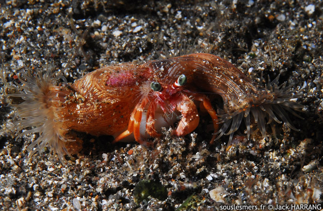 Dardanus pedunculatus - bernard l'ermite  yeux verts