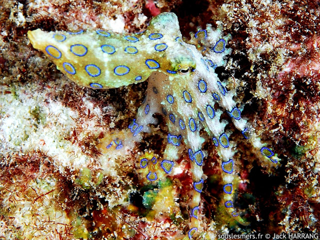 Hapalochlaena lunulata - grand poulpe  anneaux bleus