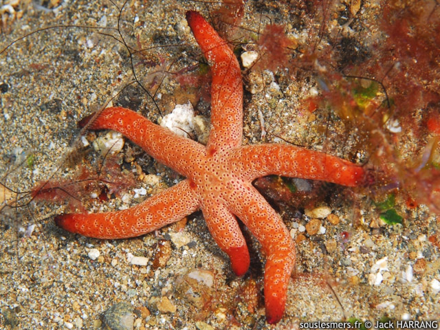 Echinaster luzonicus - toile de mer de Luzon
