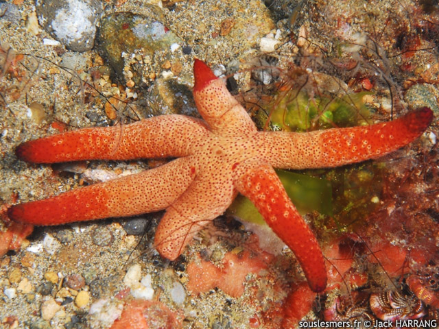 Echinaster luzonicus - toile de mer de Luzon