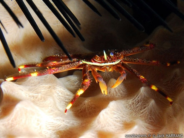 Percnon gibbesi - crabe plat des oursins
