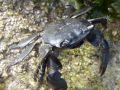 [673] Pachygrapsus marmoratus - crabe marbré ou grapse marbré