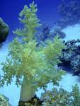 [732] Litophyton arboreum - alcyonaire arborescent ou corail brocoli
