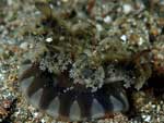 [2324] Cassiopea andromeda - cassiopée de l'Indo-Pacifique ou méduse à l'envers de l'Indo-Pacifique, méduse des mangroves