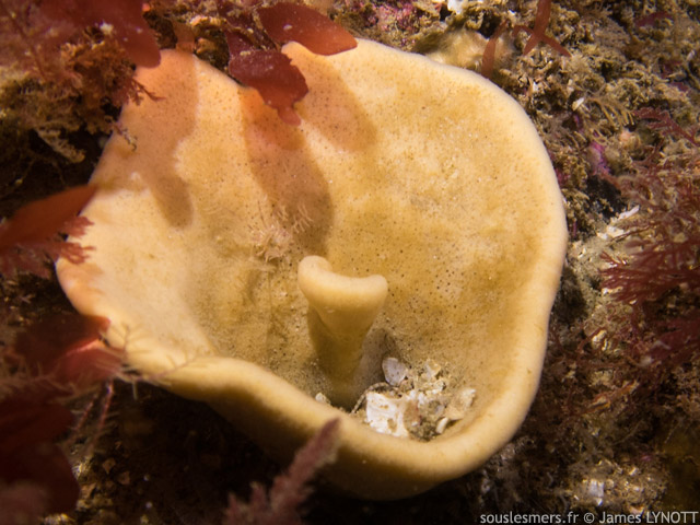 Axinella infundibuliformis - axinelle entonnoir