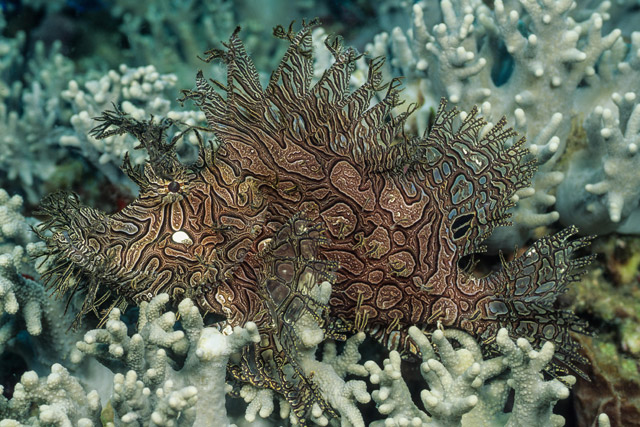 Rhinopias aphanes - rascasse de Merlet