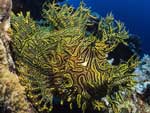 Rhinopias aphanes - rascasse de Merlet : 