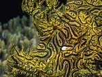 Rhinopias aphanes - rascasse de Merlet : 
