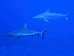 Carcharhinus amblyrhynchos - requin gris de récif : 