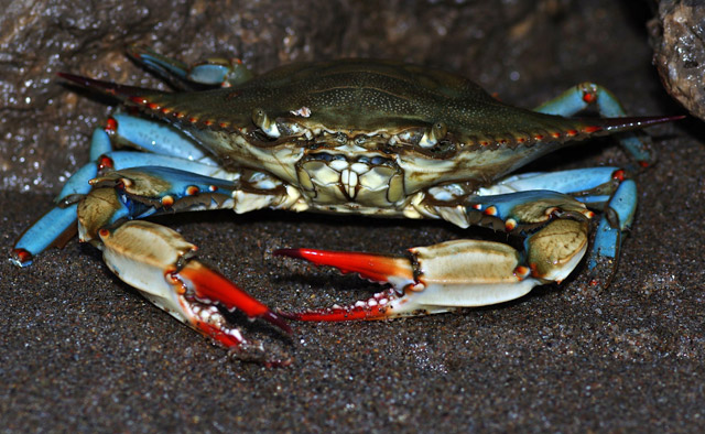 Callinectes sapidus - crabe bleu amricain