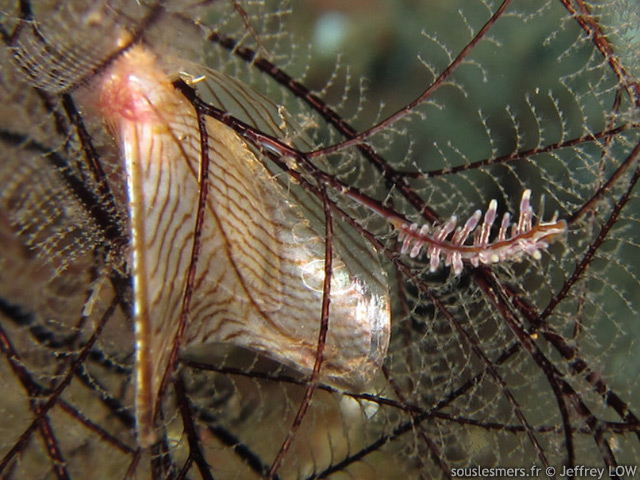 Pterelectroma physoides - avicule zbre