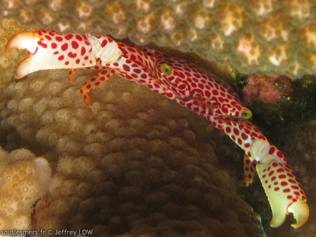Trapezia rufopunctata - crabe corallicole  pois rouges