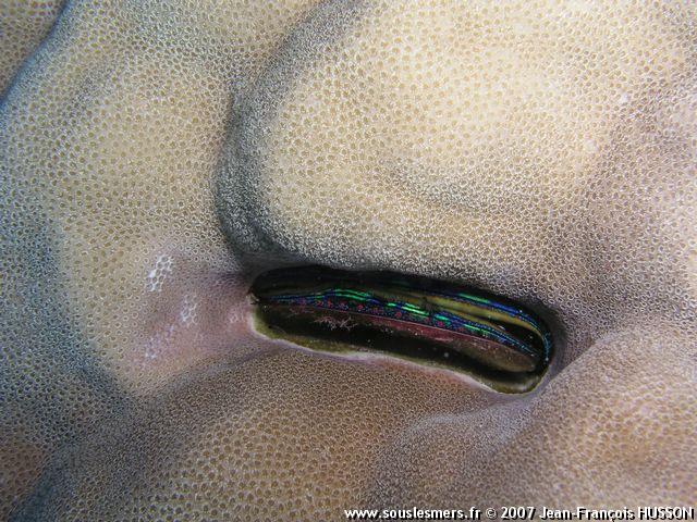Pedum spondyloideum - huître corallicole