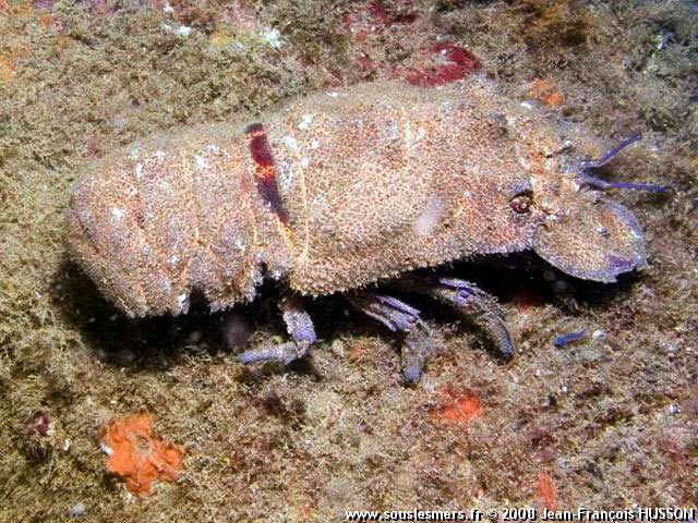 Scyllarides latus - grande cigale de mer