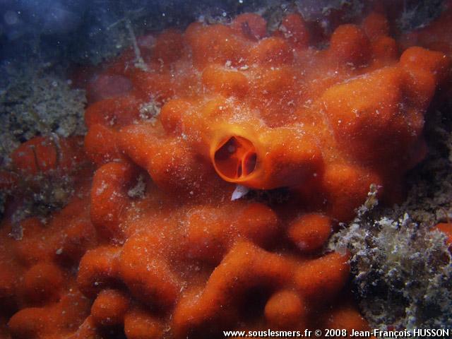 Oscarella lobularis - ponge bleue