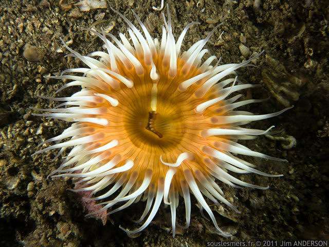 Actinothoe sphyrodeta - anmone marguerite