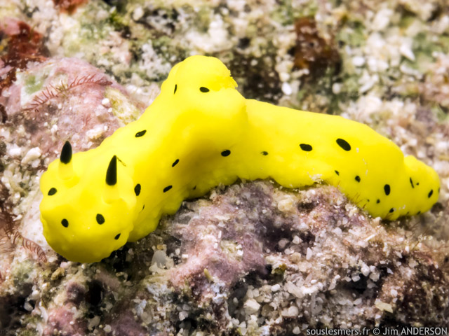 Notodoris gardineri - doris de Gardiner