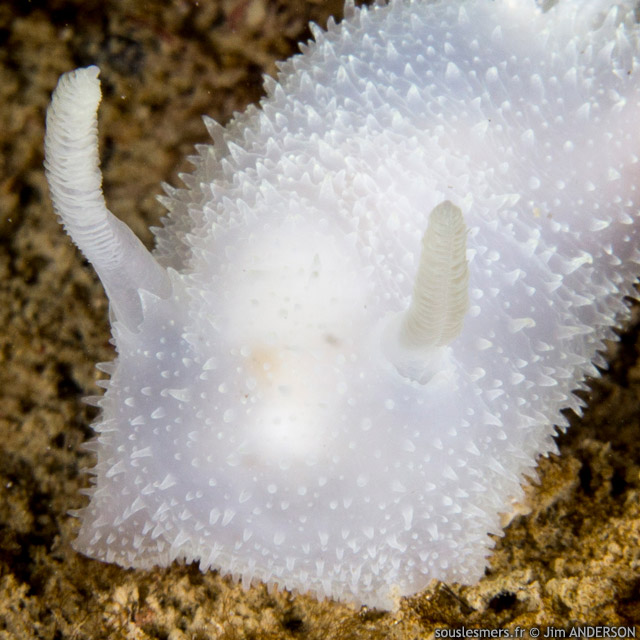 Acanthodoris pilosa - doris pineuse