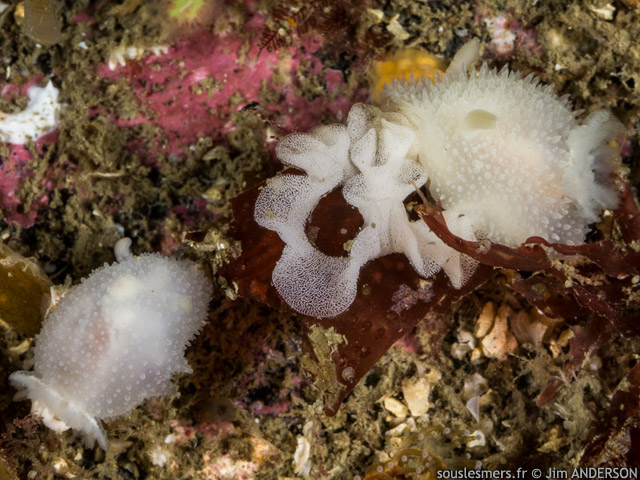 Acanthodoris pilosa - doris pineuse