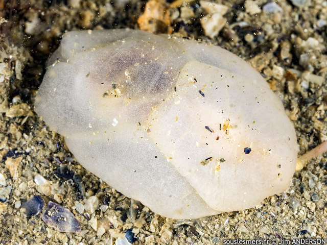 Philine quadripartita - Philine  quatre lobes