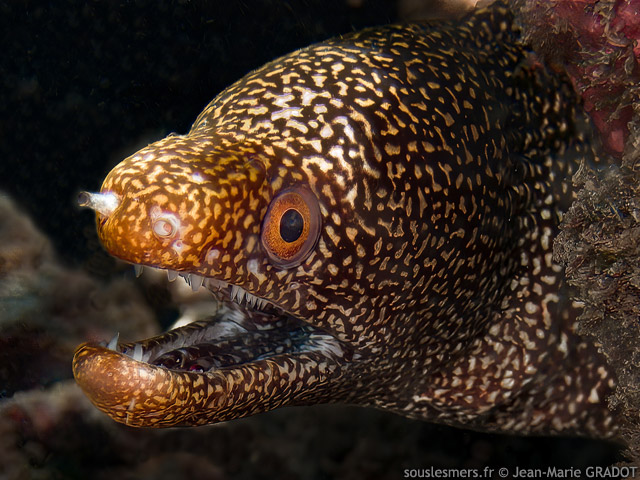 Gymnothorax eurostus - murne poivre et sel