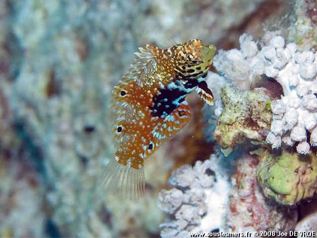 Macropharyngodon bipartitus bipartitus - labre vermicul 