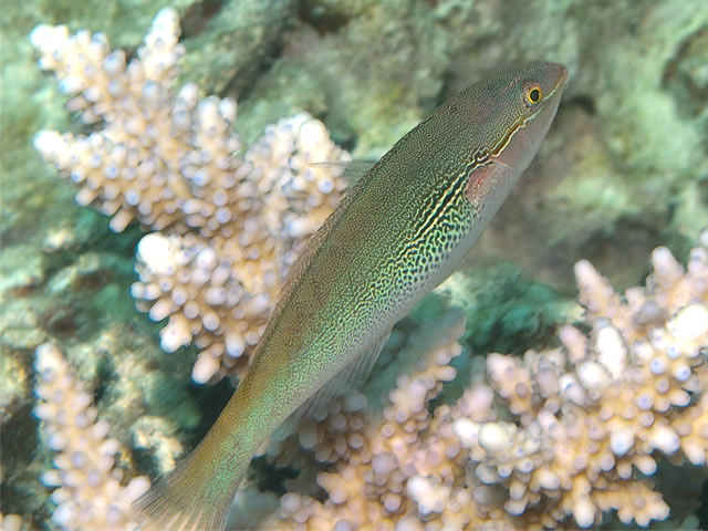Stethojulis interrupta - labre ruban interrompu