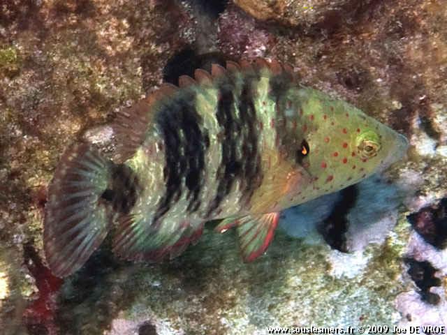 Cheilinus lunulatus - labre  franges