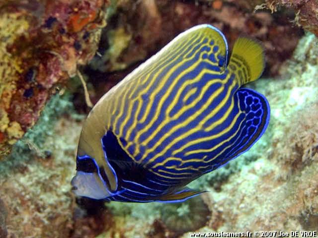 Pomacanthus imperator - poisson-ange empereur