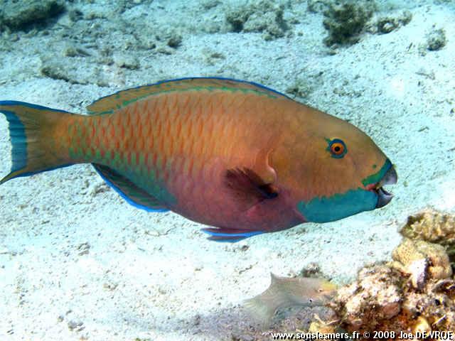 Chlorurus gibbus - perroquet bossu bleu