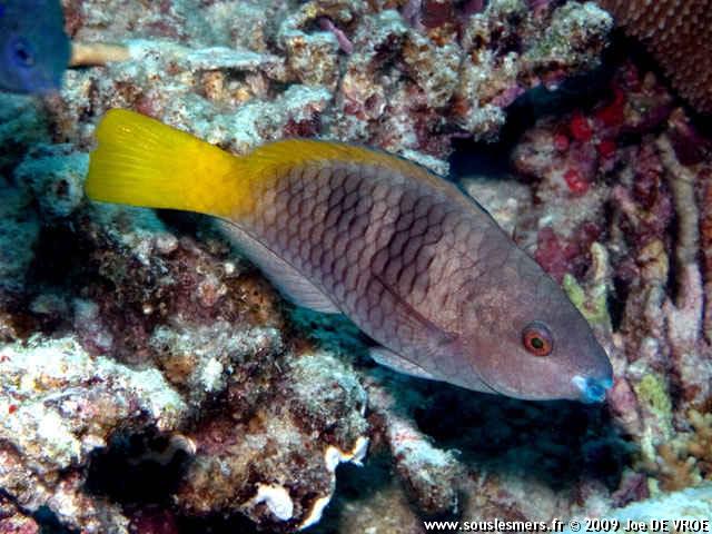 Scarus ferrugineus - perroquet rouill