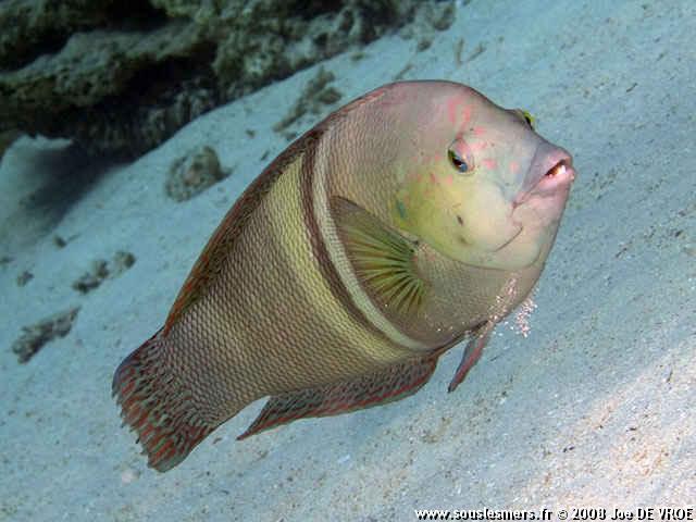 Coris aygula - girelle clown