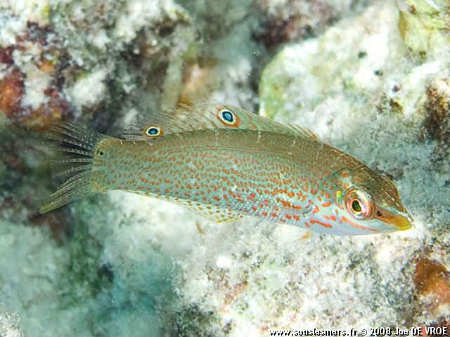 Coris variegata - coris varie
