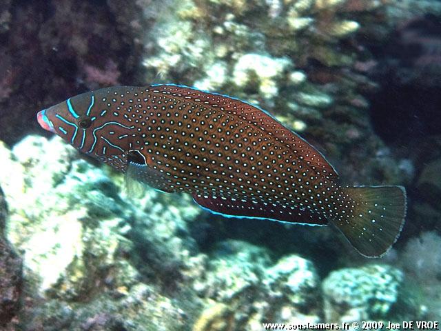 Anampses caeruleopunctatus - labre constell