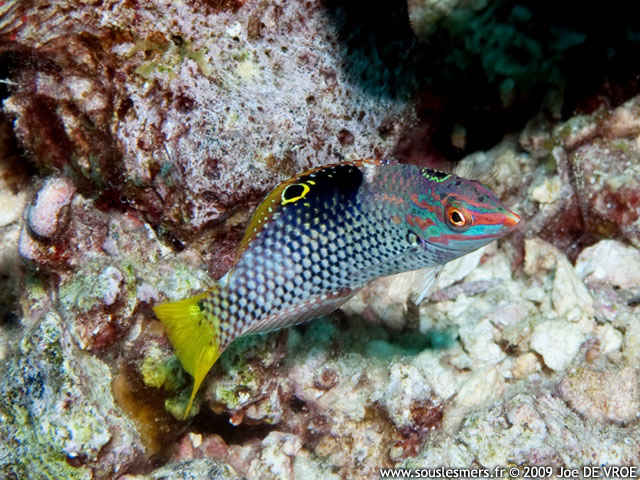 Halichoeres hortulanus - labre chiquier