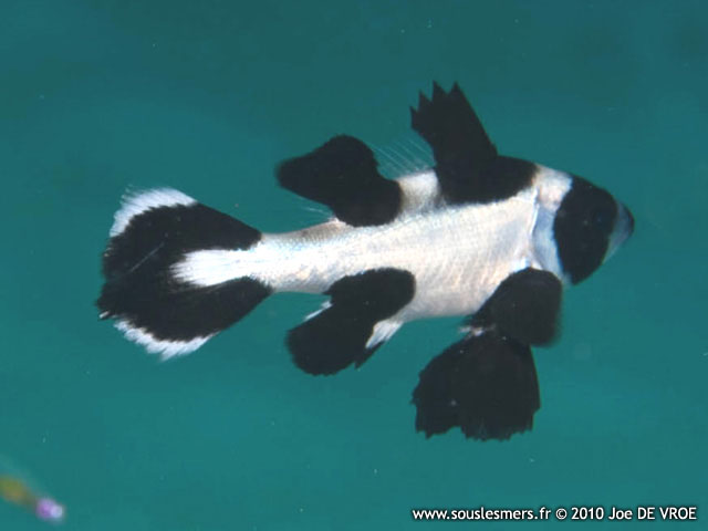 Macolor niger - vivaneau noir et blanc