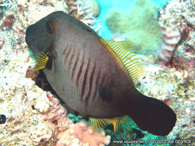 Amanses scopas - poisson-lime balai