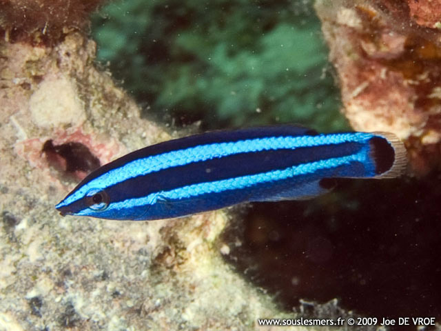 Larabicus quadrilineatus - labre nettoyeur de mer Rouge