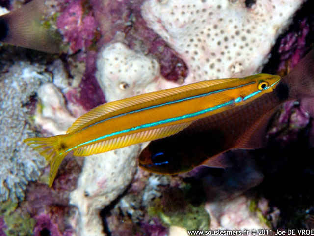 Plagiotremus rhinorhynchos - blennie dents de sabre  rayure bleue
