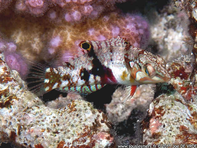 Halichoeres nebulosus - labre nbuleux