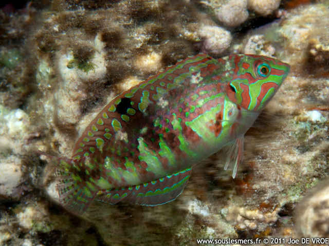 Halichoeres nebulosus - labre nbuleux